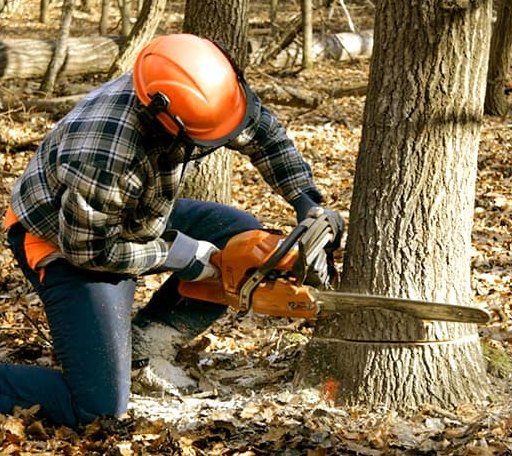 Tree Removal in Nordheim, TX